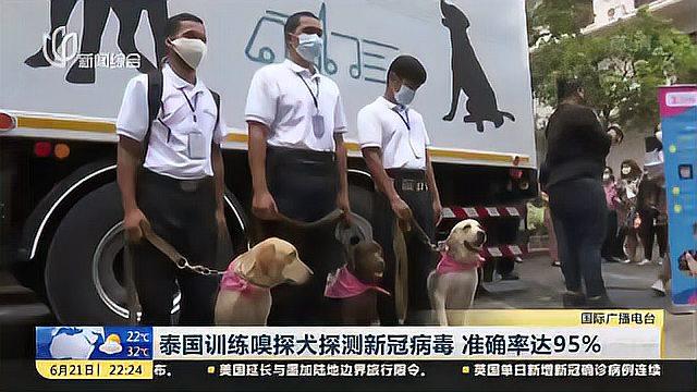 [图]泰国训练嗅探犬探测新冠病毒 准确率达95%