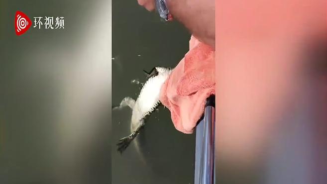 澳大利亚一渔夫钓到鳄鱼 用毛巾蒙上鳄鱼眼睛徒手解下鱼线