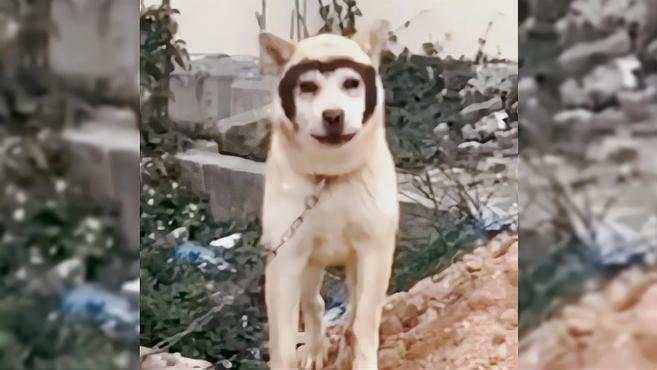 给大家表演一下,肉包子打狗,狗把我往死里打!