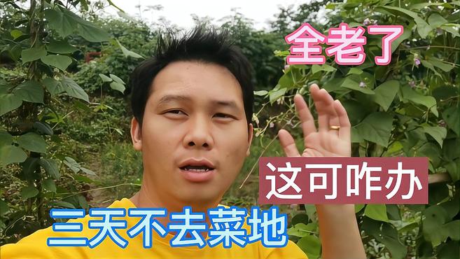 河南农村小伙现场带你看,三天没去过的菜地,各种蔬菜疯涨场面