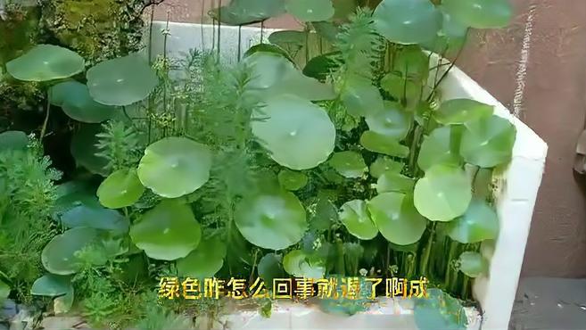 自然环境下我的埃及神仙鱼不怕高温,水草和热带鱼最好的搭配