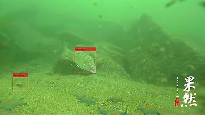 果然视频丨黑科技!“鱼脸识别”助力长岛深海养殖