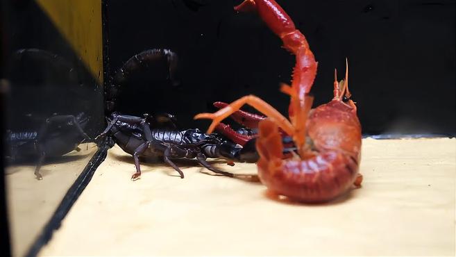 小龙虾PK剧毒蝎子,结局有点意外,看完你还敢吃吗?