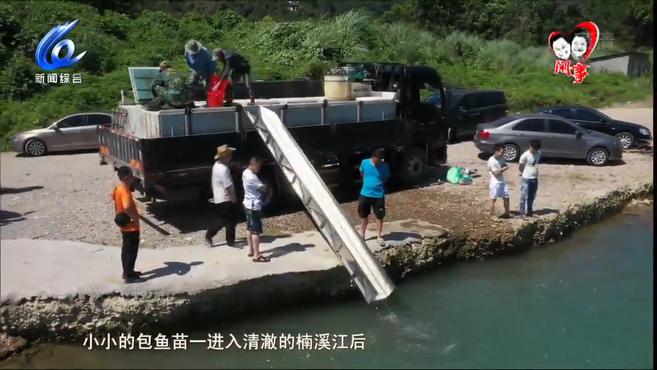 「温视频」永嘉:楠溪江增殖放流2290万尾包头鱼苗