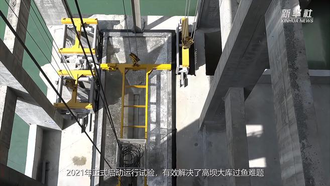 乌东德水电站实现过鱼目标