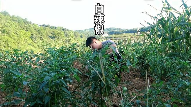 家里的辣椒吃不完,做点白辣椒炒腊肉,别有一番滋味