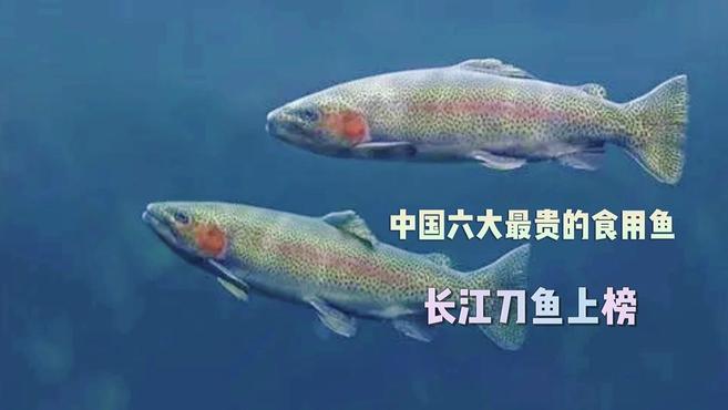 中国六大最贵的食用鱼,长江刀鱼价格过万