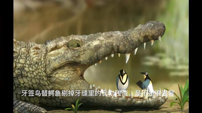 鳄鱼进食前会流泪,是慈悲吗?喜欢一动不动张开嘴,又有何目的?
