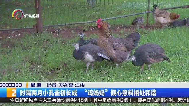 【2只老母鸡孵出8只蓝孔雀:小孔雀长大后仍跟鸡妈妈同吃同睡[开心]】据昆明日报消息:云南工