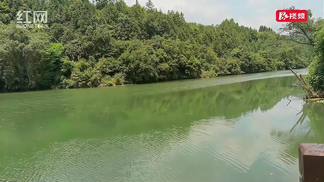 城市之“肾”|浏阳河湿地:风光旖旎 生态如画