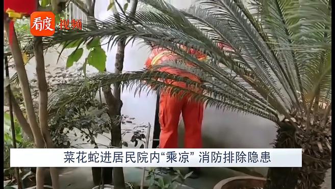 四川:菜花蛇进居民院内“乘凉”,消防排除隐患,放蛇归山