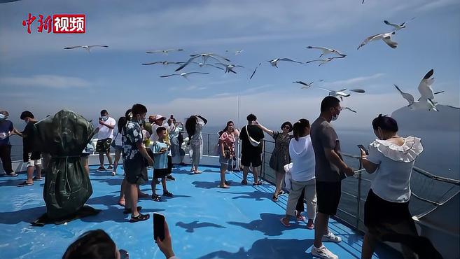 [图]山东海驴岛：游客与黑尾鸥伴游浪漫夏日