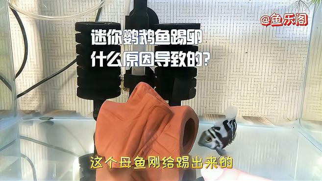 迷你鹦鹉鱼种鱼吃自己的卵?