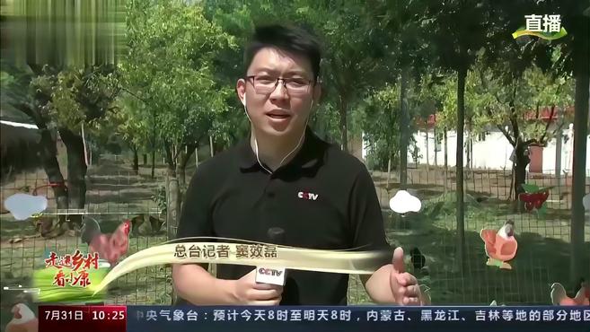 走进乡村看小康|德州扒鸡在枣林下散养 吃的配餐也有秘方