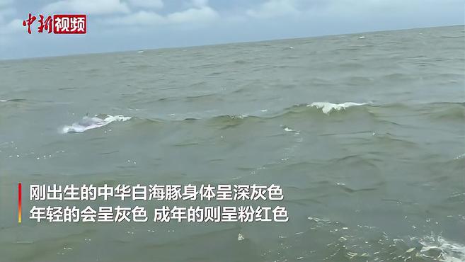 粉可爱!珠江口水域有粉色海豚群出没