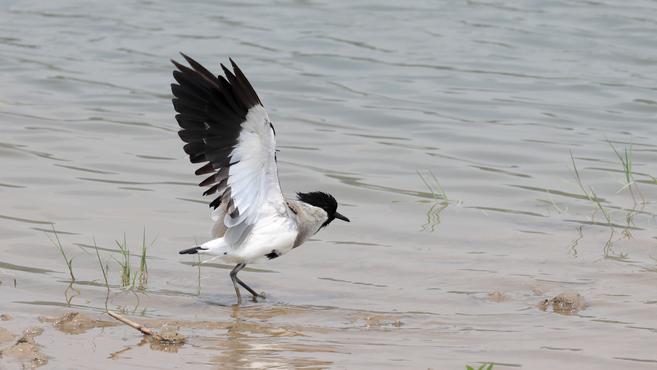 广东新纪录!距翅麦鸡在珠海“首秀”