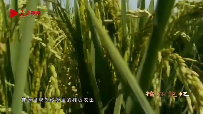 榆林治沙往事