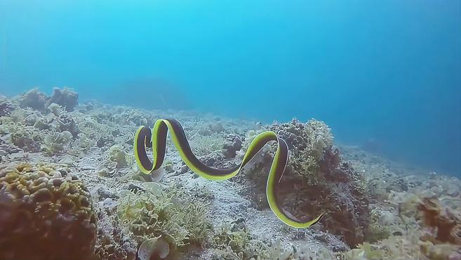 像丝带一样的鱼,一生中可变化几种颜色,雌雄同体的鳗鱼了解一下