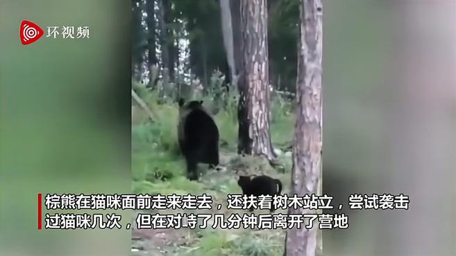 俄罗斯一猫咪与棕熊对峙 将其赶走保护主人
