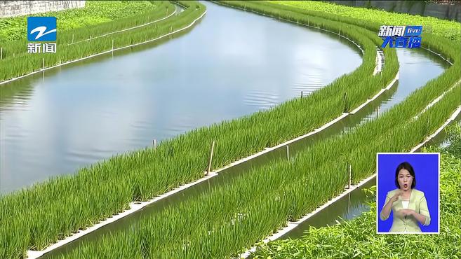 共同富裕 浙里在行动:湖州——水上种植蔬菜 美观又净水