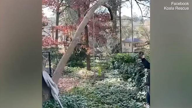 澳大利亚一只考拉妈妈爬下大树 从救援人员手中接回掉下树的幼崽