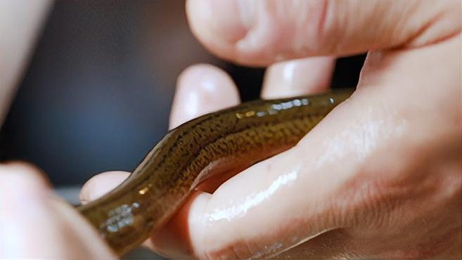 寻味上海|药补不如食补,这道美味让你元气满满