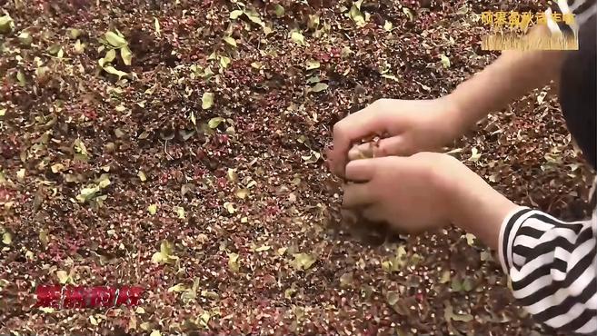 枝头如此多“椒” 康定花椒开启丰收模式