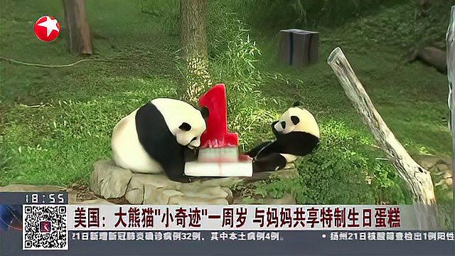 美国:大熊猫“小奇迹”一周岁 与妈妈共享特制生日蛋糕