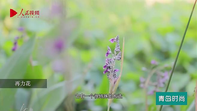 初秋的青岛,比“棉花糖云”更惊艳的,还有这些花儿!