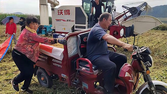 果然视频|秋收忙,谷子归仓,泰安城子寨村茶汤四溢飘香