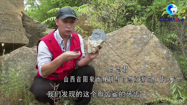 全球连线|中国首次发现2.9亿年前史前凶猛鲨鱼化石