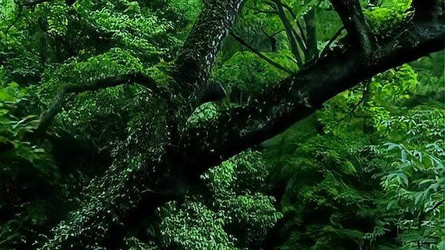百草临岐如何炼成|国内首部中医药主题小镇纪录片上线
