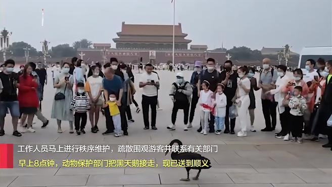 这是一只见过世面的气质黑天鹅,在天安门广场梳妆打扮