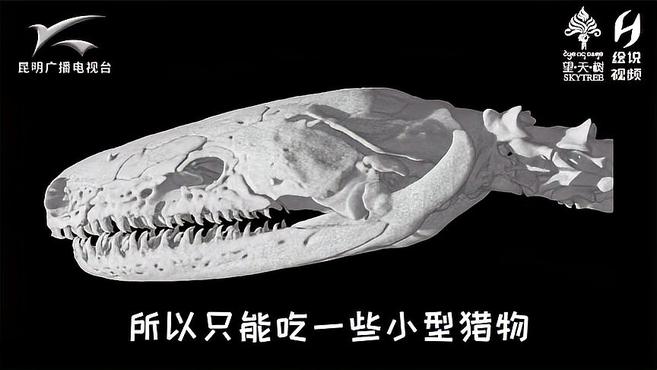 传说中的“两头蛇”,中国无足目两栖类的唯一代表——版纳鱼螈
