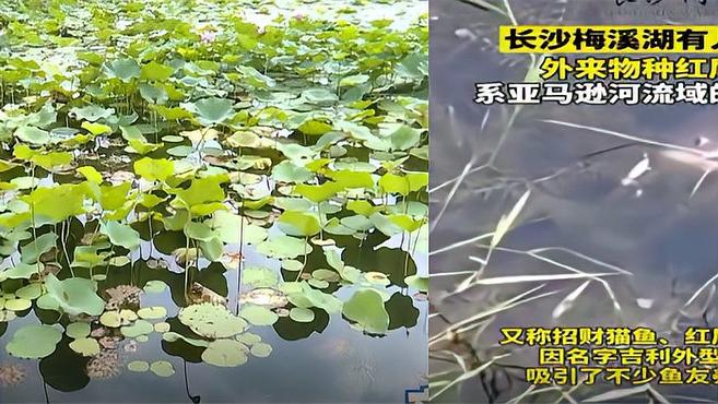 外表看似呆萌实则凶猛?有人在梅溪湖内放生外来物种红尾鲶:违法