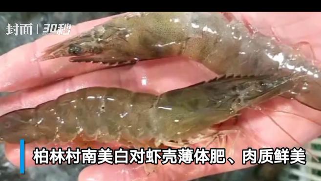 30秒|四川广安南美白对虾游上成渝市民餐桌
