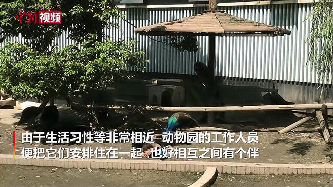 孔雀栏里住公鸡?成都动物园:这是原鸡 家鸡的祖先