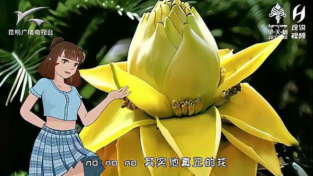 cop15春城之邀 在云南,鲜花是一道名菜。就算是地涌金莲这么