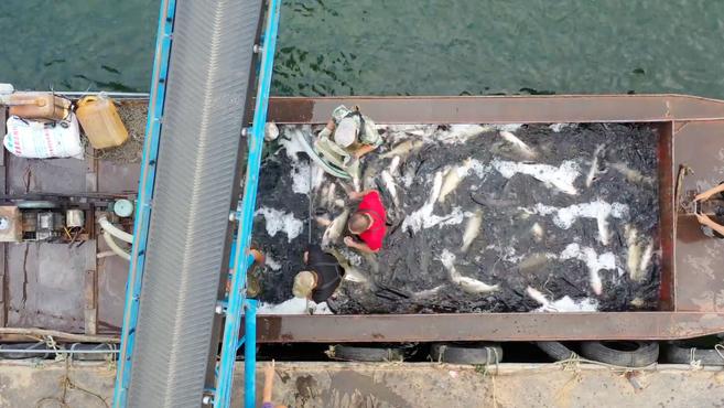 1斤百元左右还1鱼难求!这水库养鱼很任性,只管放苗但不喂料