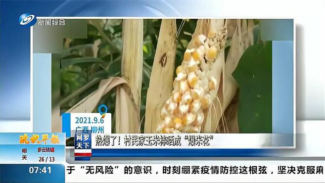 热炸了!村民家玉米棒晒成“爆米花”