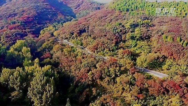 [图]「“飞阅”中国」航拍济南红叶谷 层林尽染漫山红