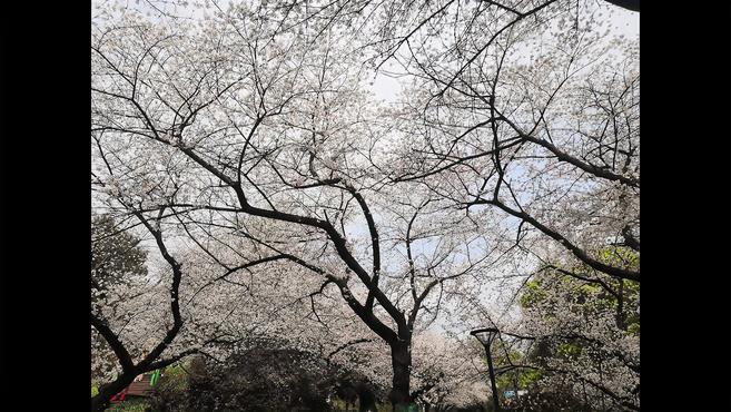 [图]又是一年樱花季