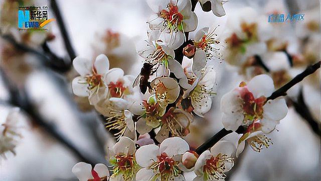 [图]暗香弥漫梅花开,是时候赴一场寻香之旅