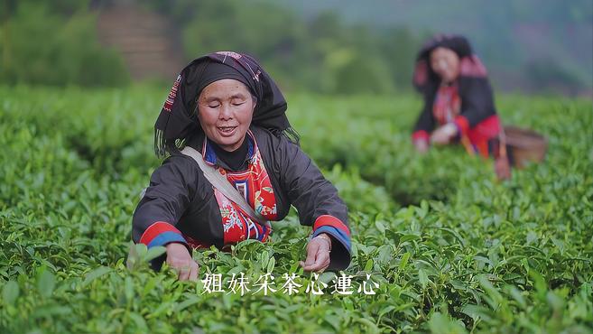 [图]宜章莽山:唱着瑶歌采茶忙