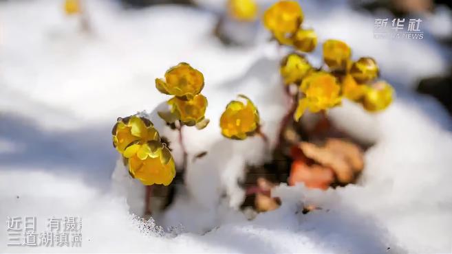 [图]生命的绽放！吉林长白山冰凌花雪中盛开