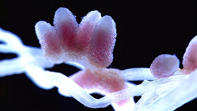 [图]豆科植物为何不需要施氮肥?上海科学家回答重大科学问题