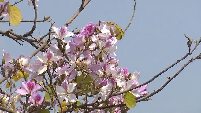 [图]广西逾六千株宫粉紫荆花绚丽盛开