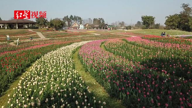 [图]成都3月 多个花海景区开放 航拍成都第一抹花海