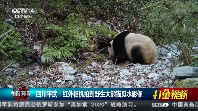 [图]四川平武:红外相机拍到野生大熊猫觅水影像|今日环球