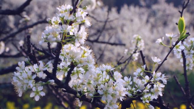 [图]航拍“金海雪山”!崇阳李花油菜花绽放